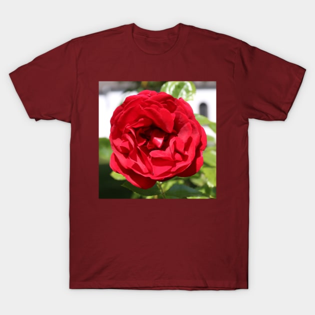 Red Rose Photo T-Shirt by Christine aka stine1